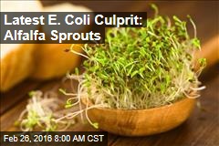 Latest E. Coli Culprit: Alfalfa Sprouts