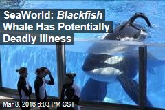 SeaWorld: Blackfish Whale Has Potentially Deadly Illness