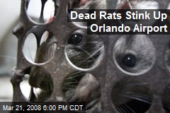 Dead Rats Stink Up Orlando Airport