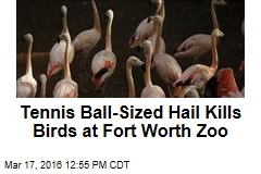 Tennis Ball-Sized Hail Kills Birds at Fort Worth Zoo