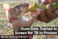 Giants Rats Trained to Screen for TB in Prisons