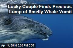 Lucky Couple Finds Precious Lump of Smelly Whale Vomit