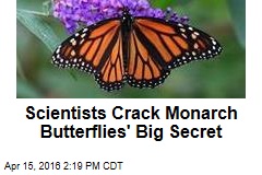 Scientists Crack Monarch Butterflies&#39; Big Secret