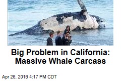 Big Problem in California: Massive Whale Carcass