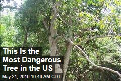 This Is the Most Dangerous Tree in the US