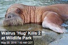 Walrus &#39;Hug&#39; Kills 2 at Wildlife Park
