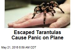 Escaped Tarantulas Cause Panic on Plane