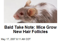 Bald Take Note: Mice Grow New Hair Follicles