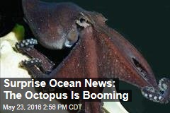 Surprise Ocean News: The Octopus Is Booming