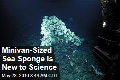 Minivan-Sized Sea Sponge Is New to Science