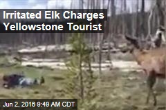 Irritated Elk Charges Yellowstone Tourist
