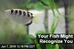 Your Fish Might Recognize You