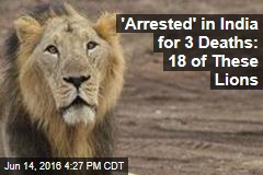 &#39;Arrested&#39; in India for 3 Deaths: 18 of These Lions