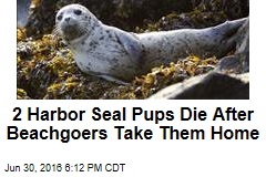 2 Harbor Seal Pups Die After Beachgoers Take Them Home