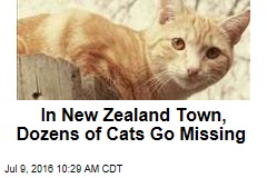 In New Zealand Town, Dozens of Cats Go Missing
