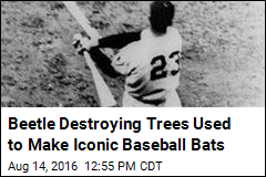 Beetle Destroying Trees Used to Make Iconic Baseball Bats