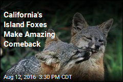 California&#39;s Island Foxes Make Amazing Comeback