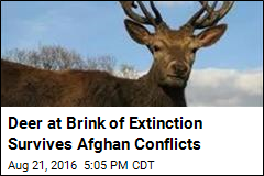 Deer at Brink of Extinction Survives Afghan Conflicts