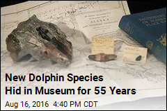 New Dolphin Species Discovered&mdash;In a Museum