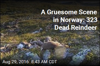 Why More Than 300 Reindeer Were Found Dead in Norway