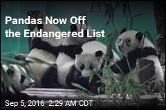 Pandas Now Off the Endangered List