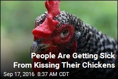 Stop Kissing Your Chickens, CDC Warns