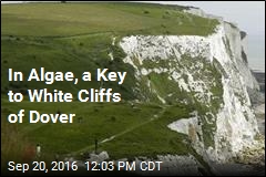In Algae, a Key to White Cliffs of Dover