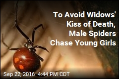 To Avoid Widows&#39; Kiss of Death, Male Spiders Chase Young Girls