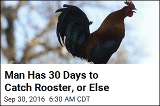 Man has 30 Days to Catch Rooster, Or Else