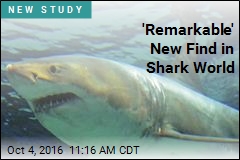 Scientists ID New Prehistoric Shark Species