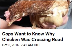 Cops Want to Know Why Chicken Was Crossing Road