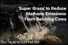 &#39;Super Grass&#39; to Reduce Methane Emissions from Belching Cows