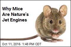 Why Mice Are Nature&#39;s Jet Engines
