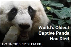 World&#39;s Oldest Captive Panda Has Died
