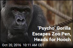 &#39;Psycho&#39; Gorilla Escapes Zoo Pen, Heads for Hooch