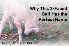Meet Lucky the 2-Faced Calf