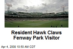 Resident Hawk Claws Fenway Park Visitor