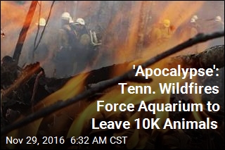 &#39;It&#39;s the Apocalypse&#39;: Tenn. Wildfires Rage