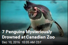 7 Penguins Mysteriously Drowned at Canadian Zoo
