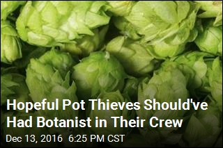 Hopeful Pot Thieves Should&#39;ve Had Botanist in Their Crew