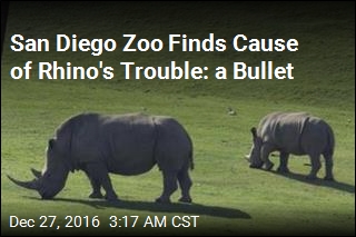 San Diego Zoo Finds Poacher&#39;s Bullet in Rhino