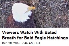 2 Bald Eagle Eggs Are About to Hatch on Camera