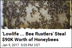 &#39;Lowlife ... Bee Rustlers&#39; Steal $90K Worth of Honeybees