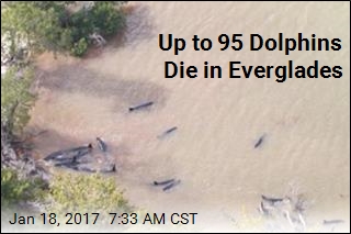Dozens of &#39;False Killer Whales&#39; Die in Florida Stranding
