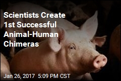 Scientists Create Embryos That Are Part Pig and Part Human