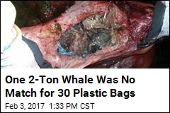 Beached Whale Had a Tummy Full of Plastic Bags: Scientists