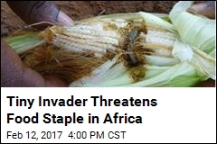 Invasive Pest Poses Massive Threat in Africa