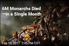 6M Monarchs Died &mdash;in a Single Month