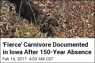 &#39;Fierce&#39; Carnivore Documented in Iowa After 150-Year Absence