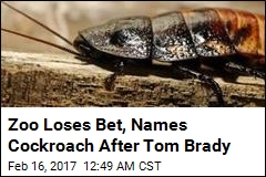 Zoo Loses Bet, Names Cockroach After Tom Brady